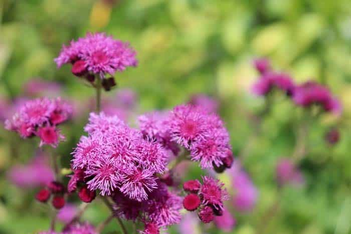 Whiteweed (Ageratum)