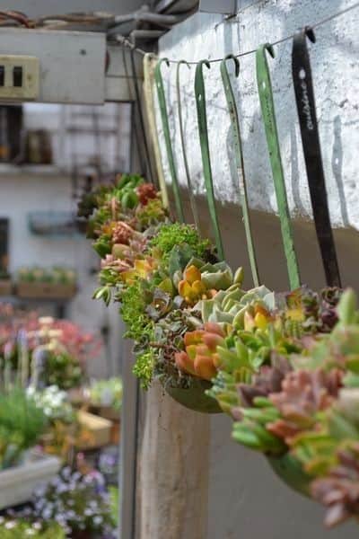 Transform Old Ladles into Colorful Succulent Planters