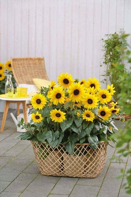 Smaller Scale Sunflower Basket