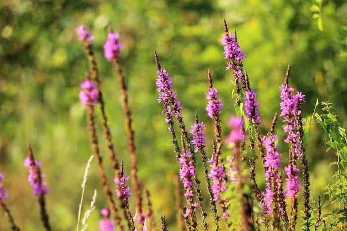 Veronica Spicata “Red Fox”