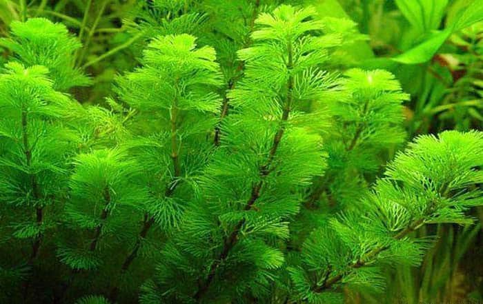 Fanwort