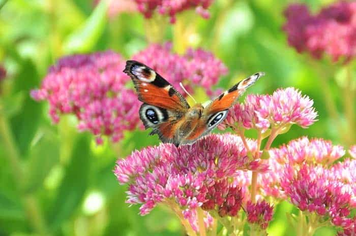 Stonecrop (Sedum)