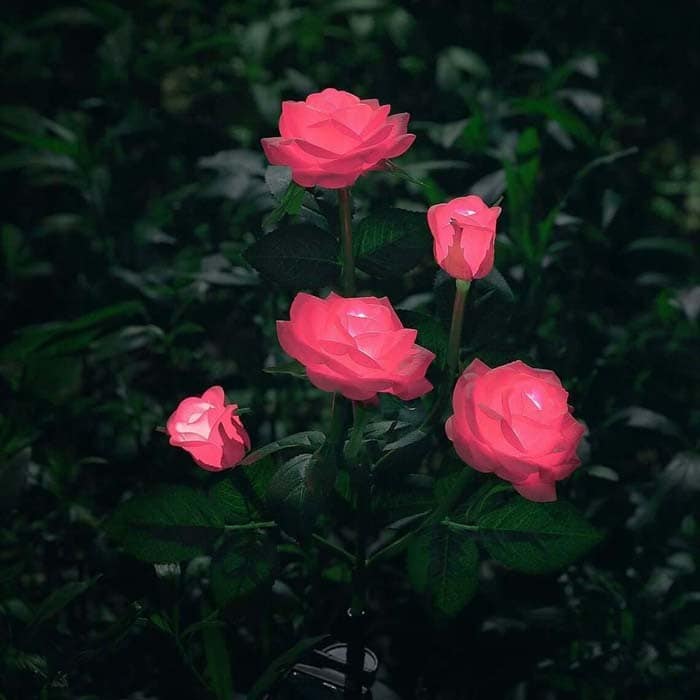 Solar Powered Roses Light The Garden