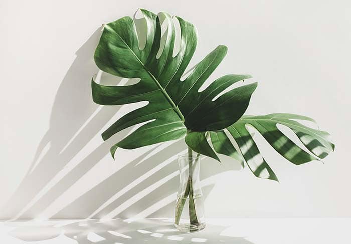 Monstera