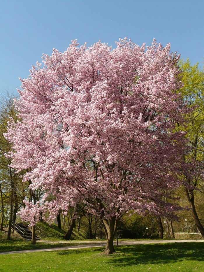 Flowering Cherry