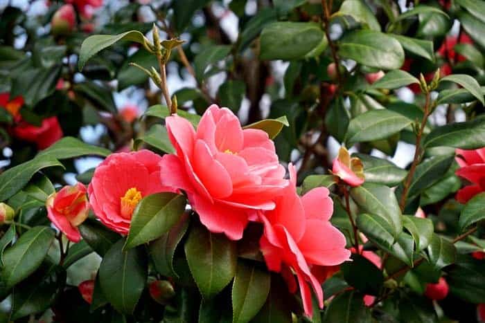 Camellia Flower