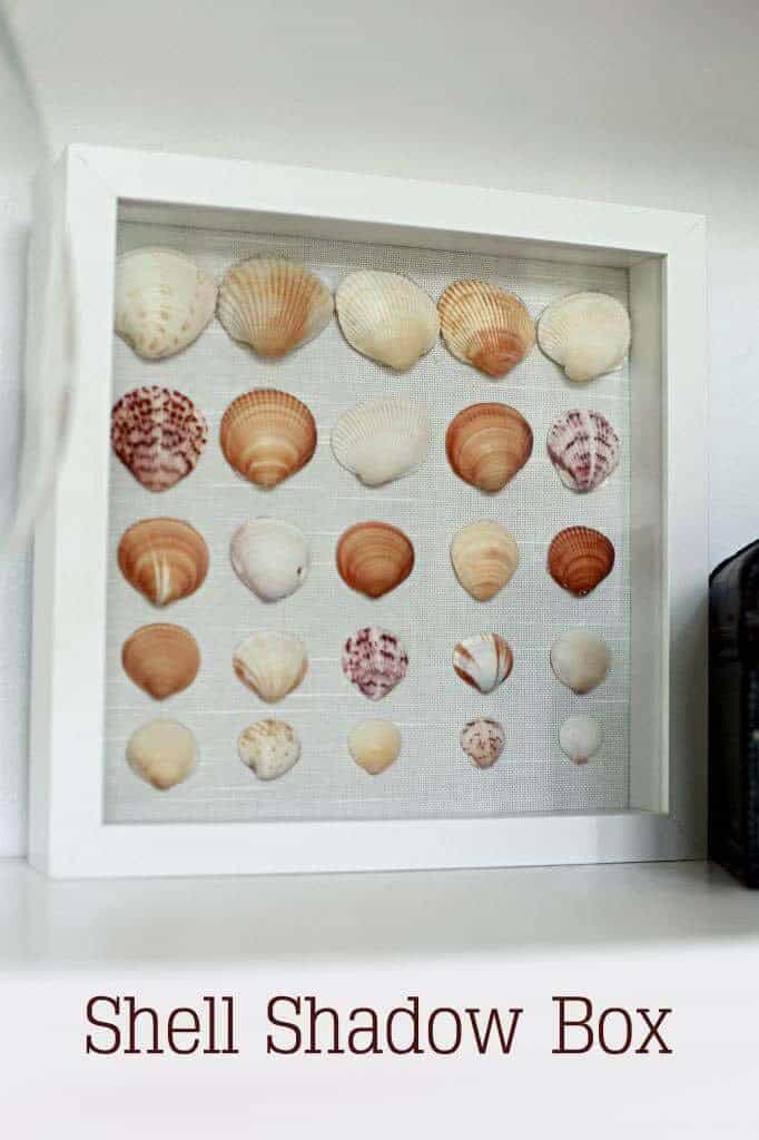 Shadowbox Displays Seashell Collection