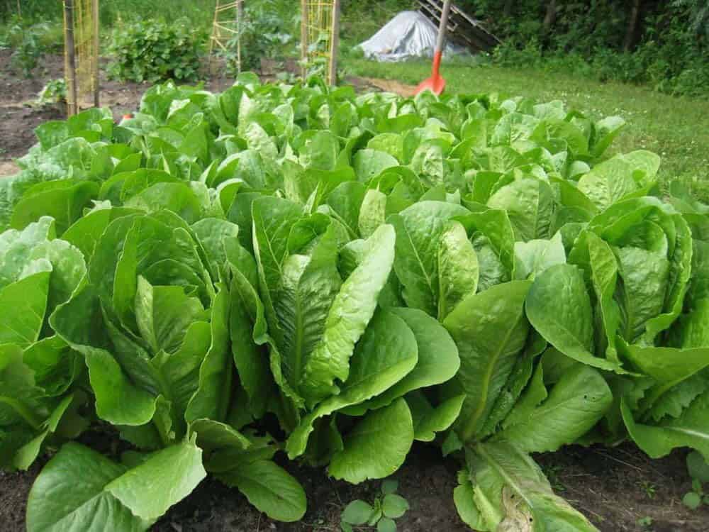 Roman Lettuce