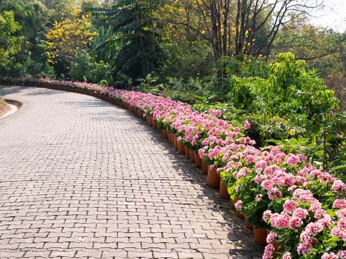 Hydrangeas Add Height And Dramatic Blooms