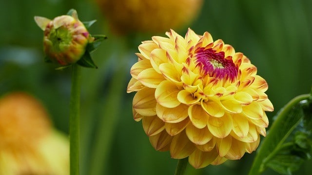 Yellow Dahlia