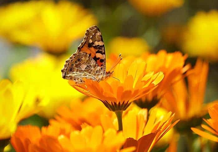 Pot Marigold