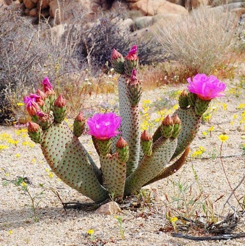 Beavertail Cactus