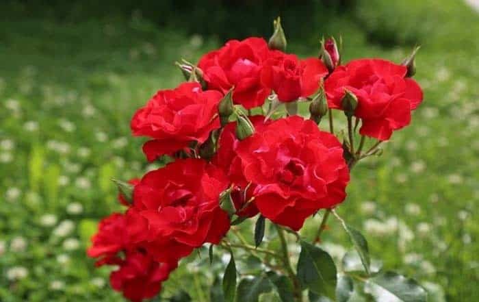 Romantic Red Roses