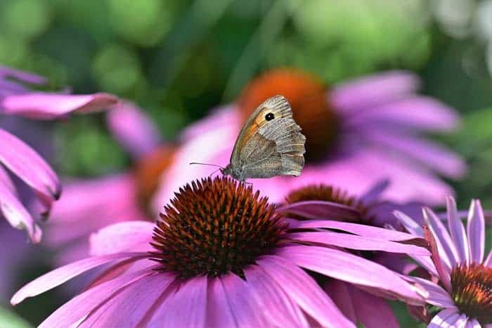 Pale Purple Coneflower ( Echinacea Pallida )