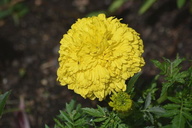 Yellow Carnation