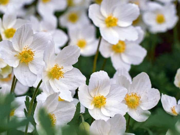 Japanese Anemone (Anemone x or Anemone hupehensis var.)