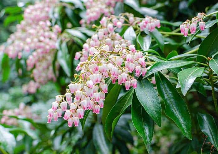 Japanese pieris (Pieris japonica)