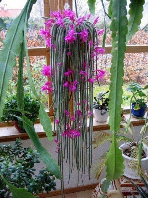 Rat Tail Cactus