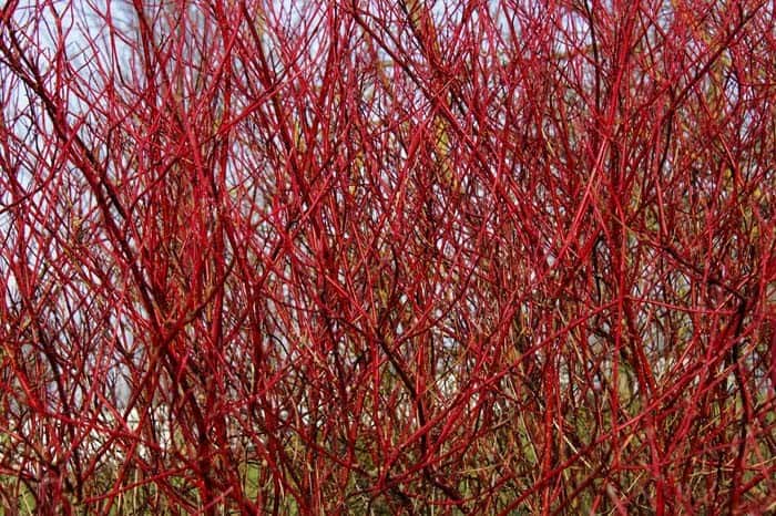 Vibrant Red Twig Dogwood Shrubs