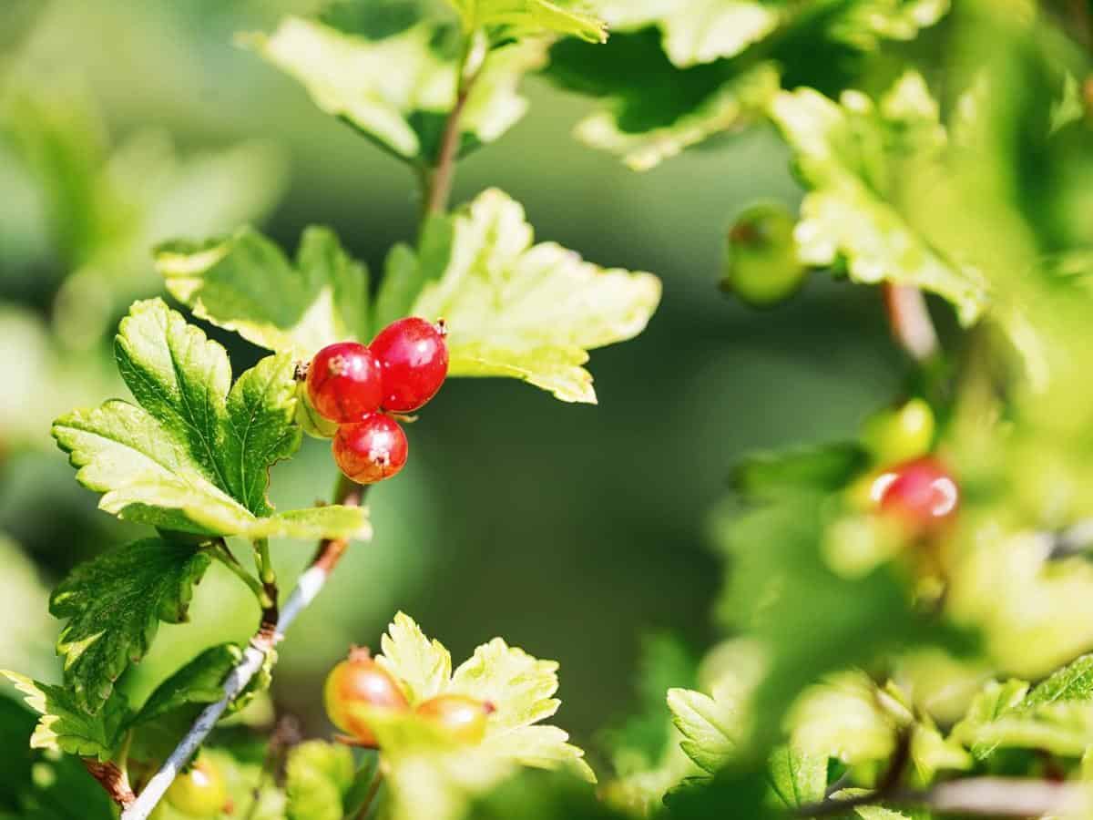 Alpine Currant