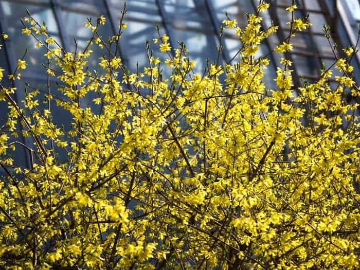 Forsythia