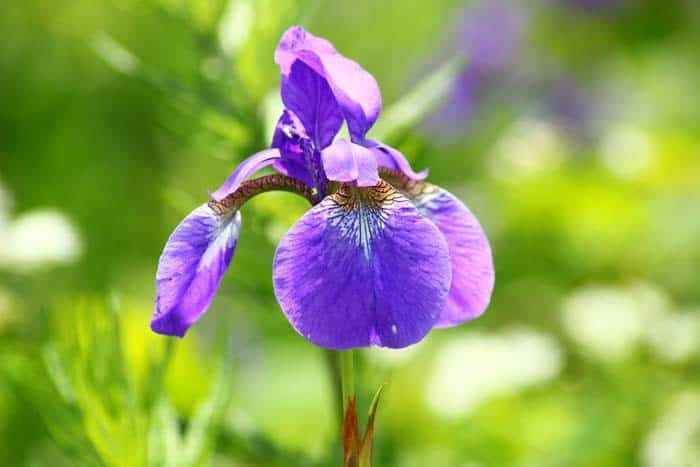 Siberian Iris ( Iris Sibirica )