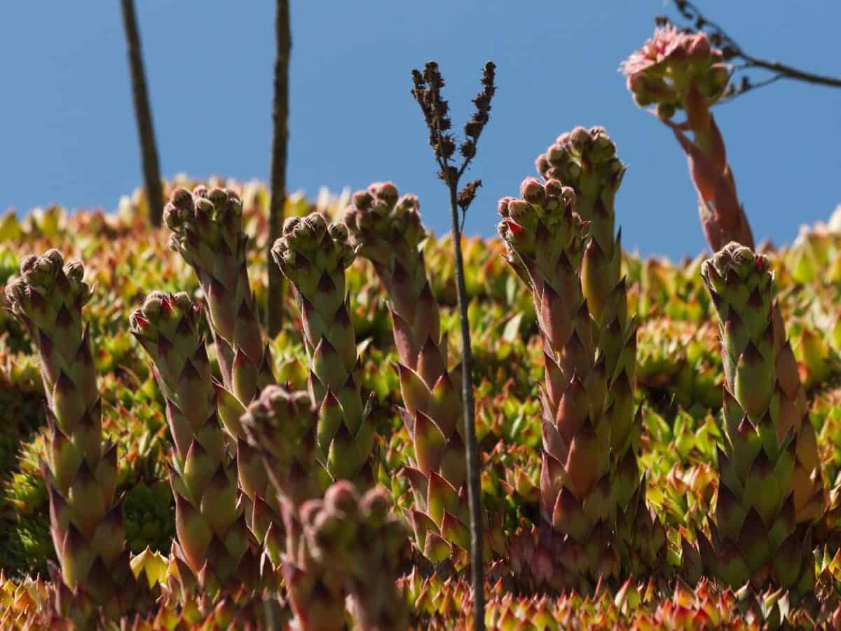 Hens and Chicks (Sempervivum tectorum)