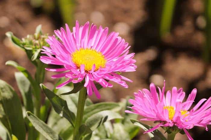 Aster (Aster Spp.)