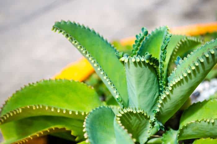 Mother of Thousands