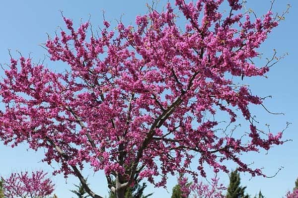 Oklahoma Redbud