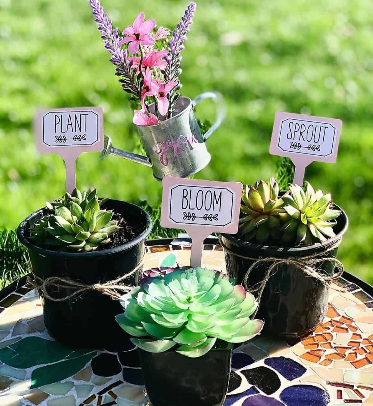 Plant, Sprout, Bloom