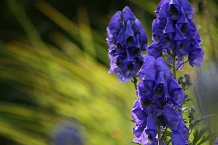 Monkshood (Wolfsbane, Aconitum)