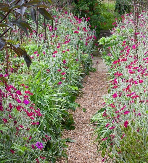 Lychnis Coronaria “Gardeners World”