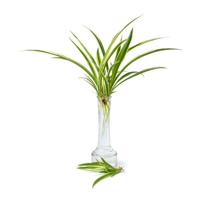 Spider Plant