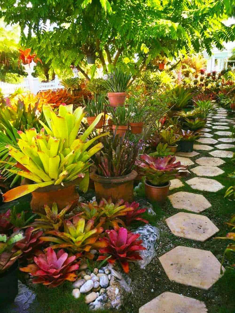 Bromeliad Pathway Splendor