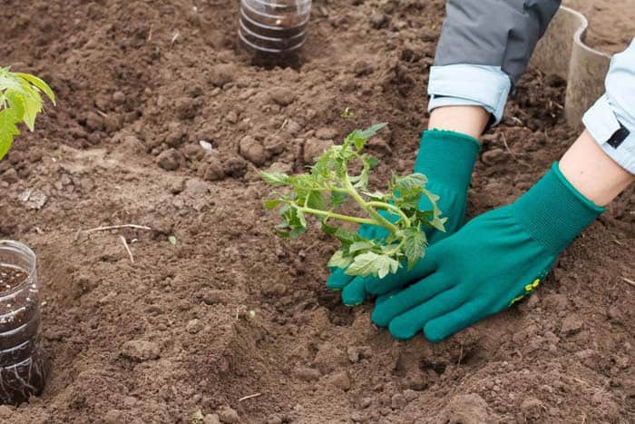 Fertilize Tomato Plants