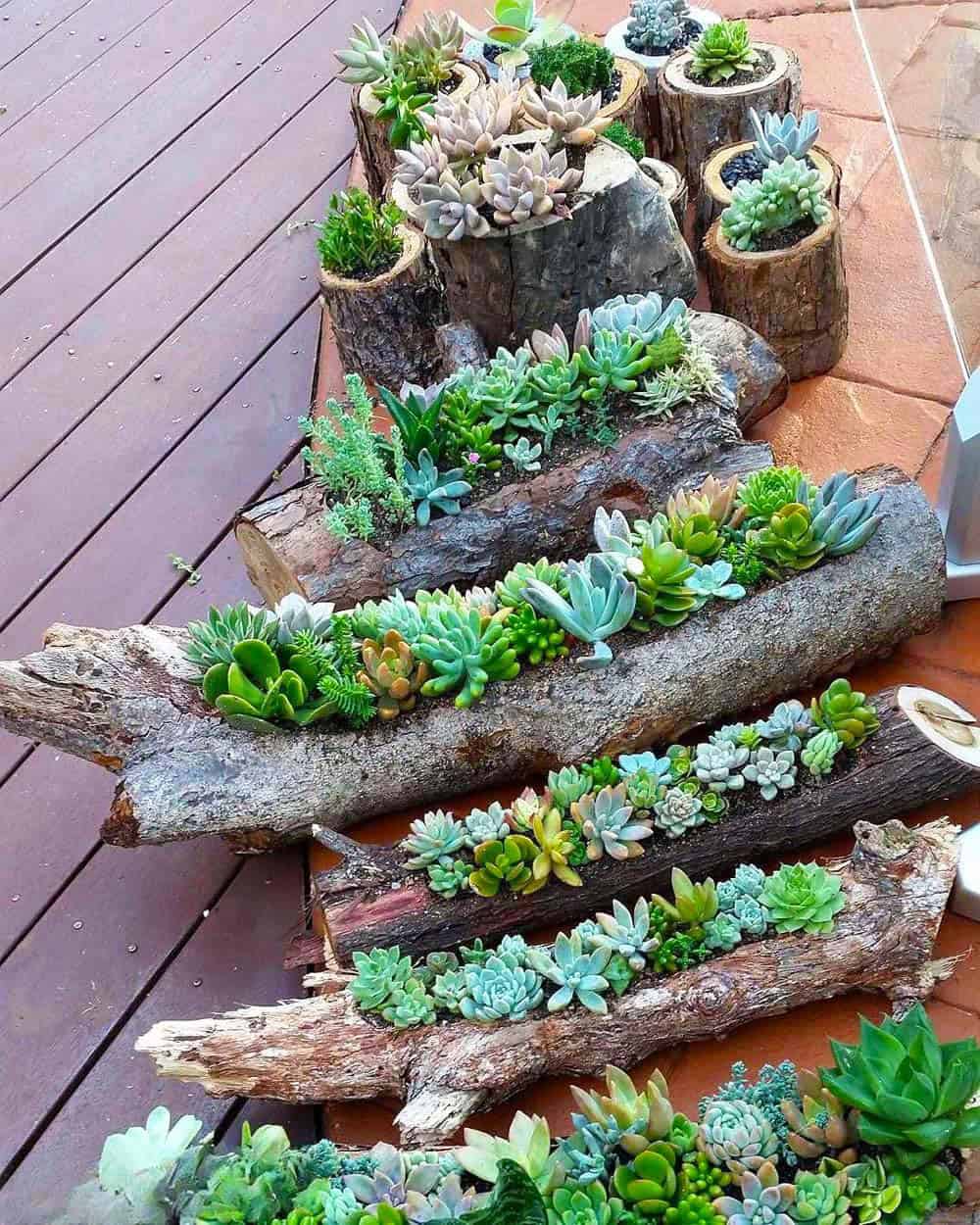 Log Succulent Gardens