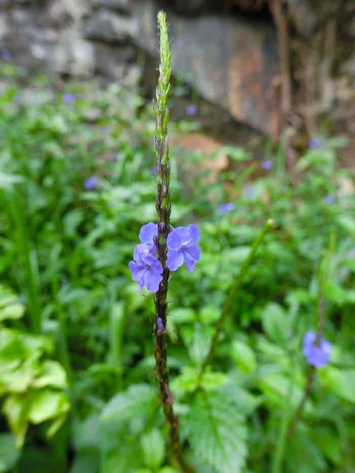 Blue Porterweed ( Stachytarpheta Jamaicensis )