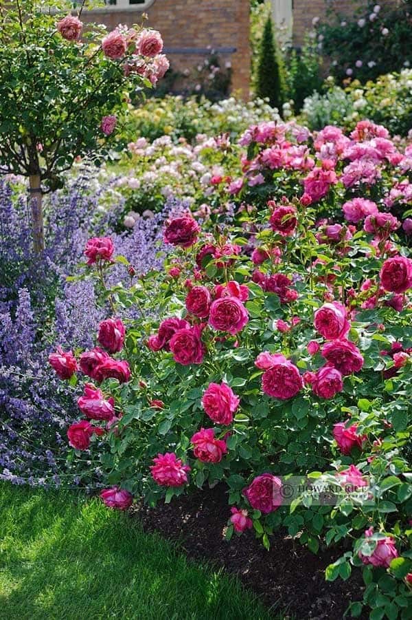 Wild Style on a Classic Rose Garden