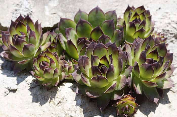 Succulent Plants