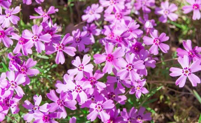 Creeping Phlox ( Phlox Stolonifera )