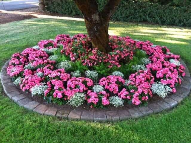 Tree Surrounded With Shade-Loving Annuals