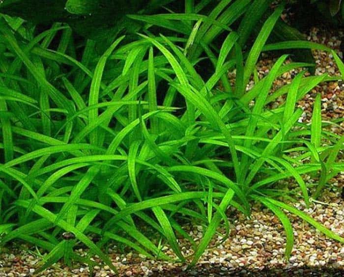 Dwarf Sagittaria