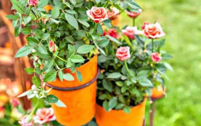 Mini Rose Flower Pots