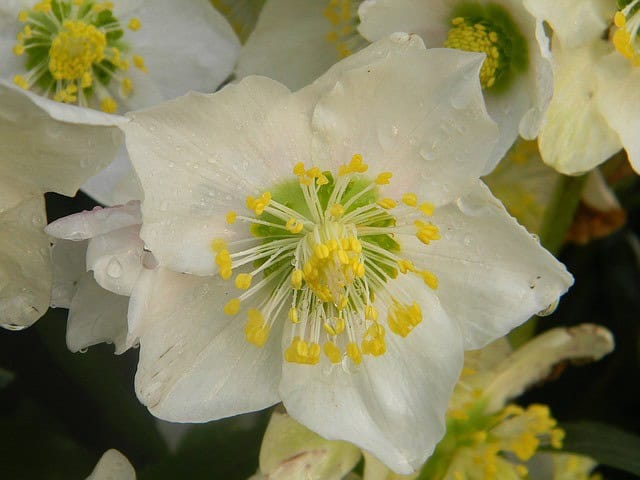 Yellow Hellebores