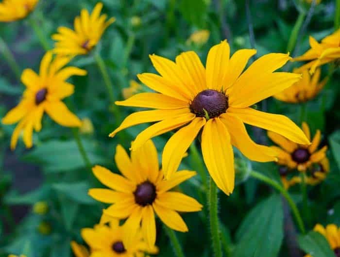 Sweet Coneflower