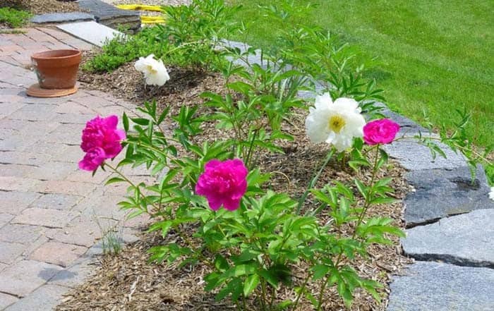 Small Space Garden Rose Bush