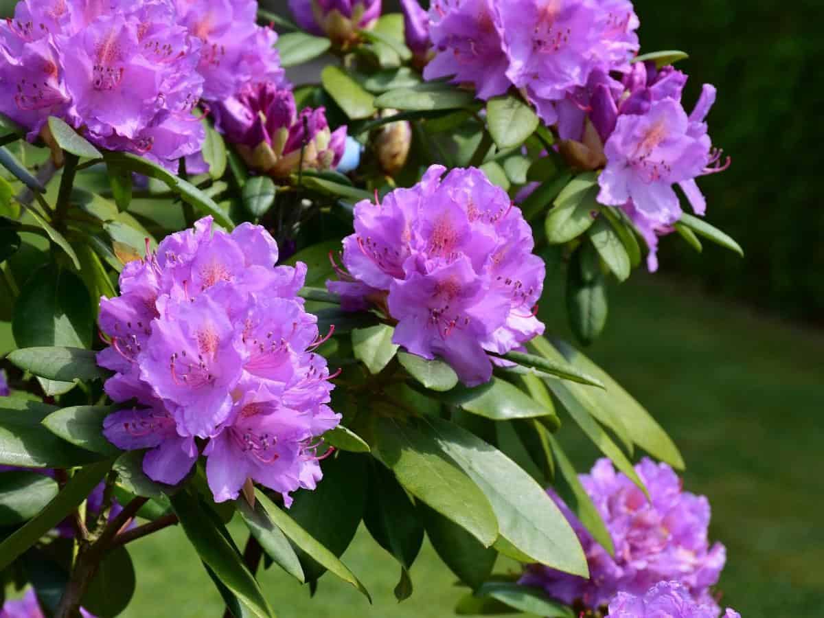 Azalea and Rhododendron