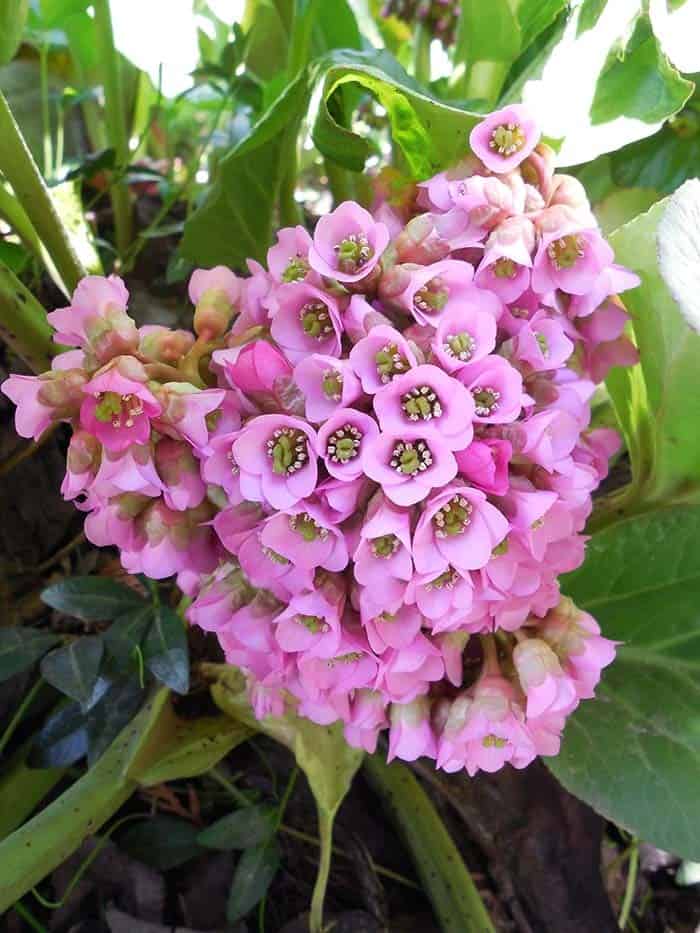 Pigsqueak (Bergenia cordifolia)