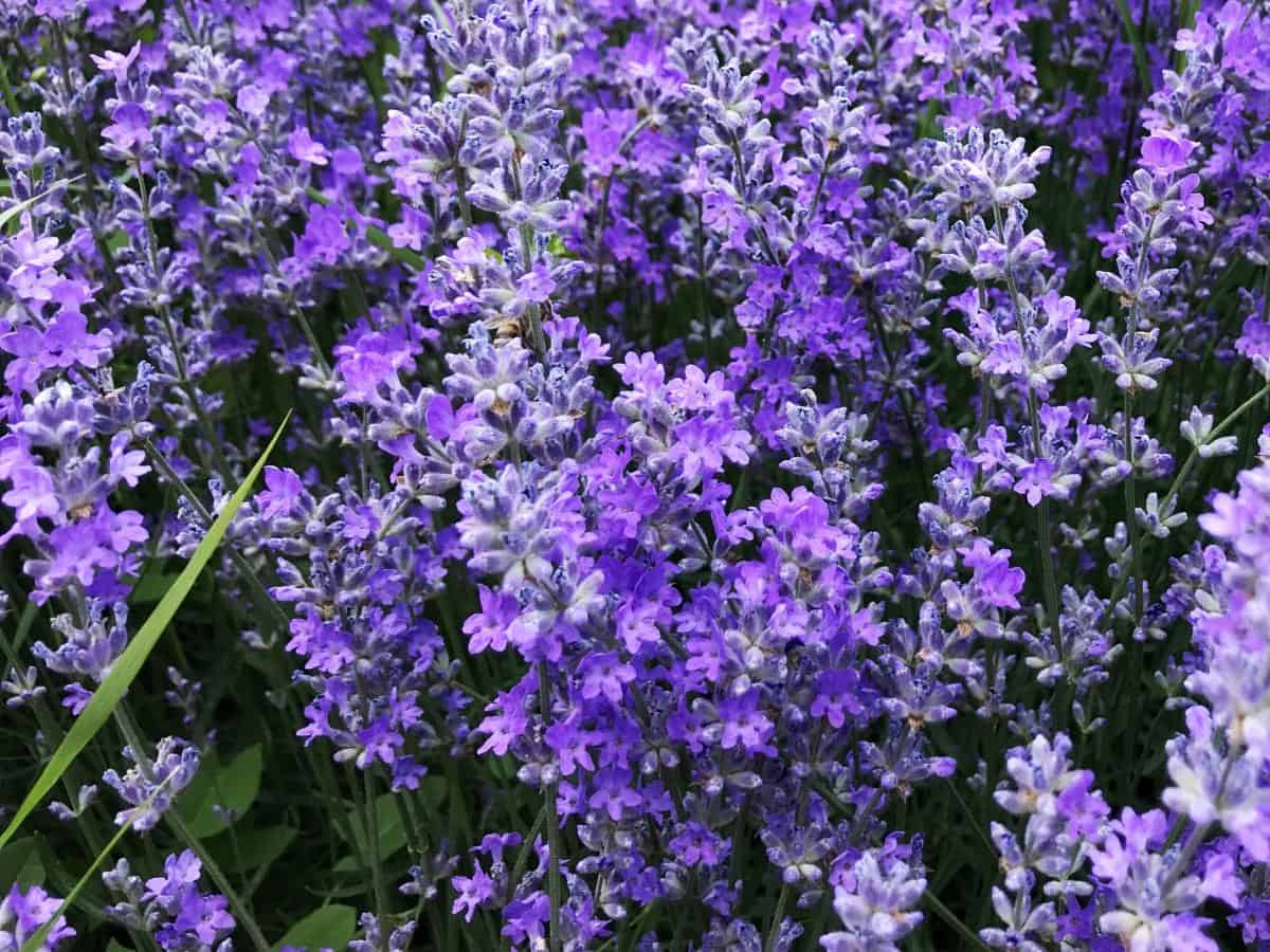 English Lavender (Lavandula angustifolia)